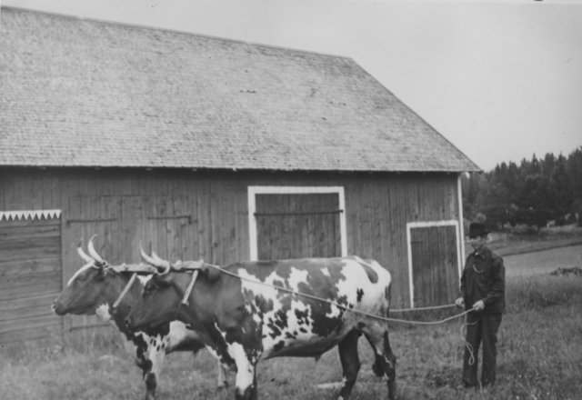 simonjohanssonilinnestorpmedsinaoxar1946hantordehavaritekebyssisteoxgare.jpg